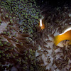 skunk anemone fish