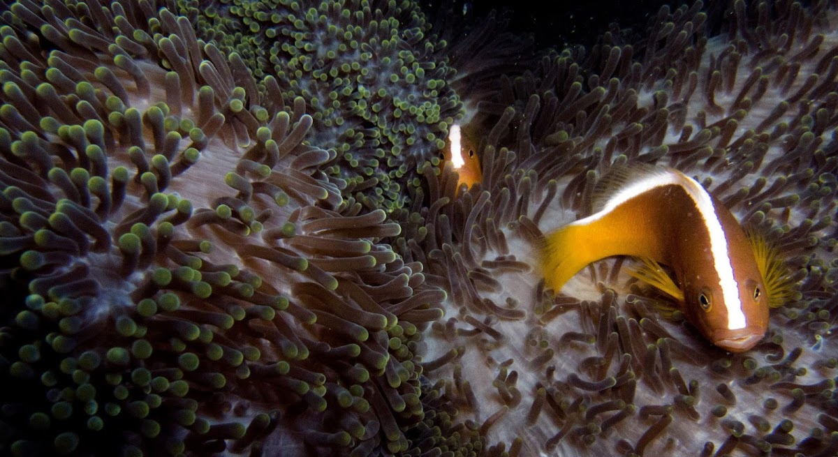 skunk anemone fish