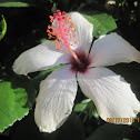 Hawaiin Hibiscus