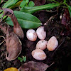 Philippine Sailfin Lizard (eggs)