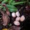 Philippine Sailfin Lizard (eggs)