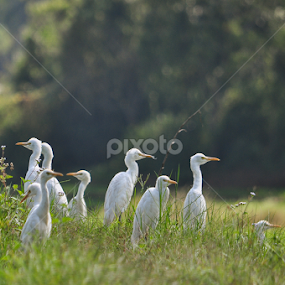 by Sulakkhana Chamara - Landscapes Sunsets & Sunrises