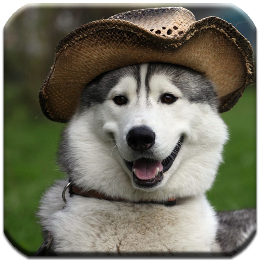 Husky - HD Wallpapers LOGO-APP點子