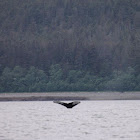 Humpback Whale