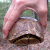 Box Turtle