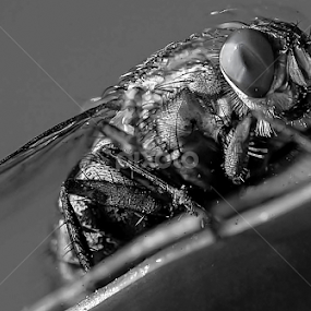 by Mohammed Arief - Black & White Macro