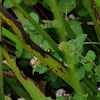 Mint Beetles