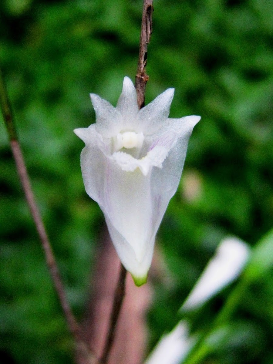 Pigeon Orchid