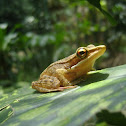 copper cheeked frog