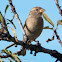 House Sparrow; Gorrión Común