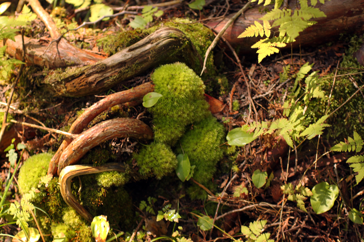 Cedar Roots-Thuja occidentalis