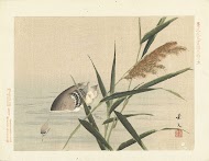 Duikende eend bij riet