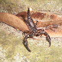 Asian Forest Scorpion