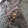 Termite trail