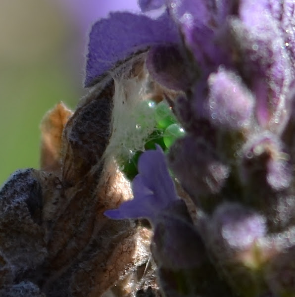 African Mask Crab Spider Eggs Project Noah