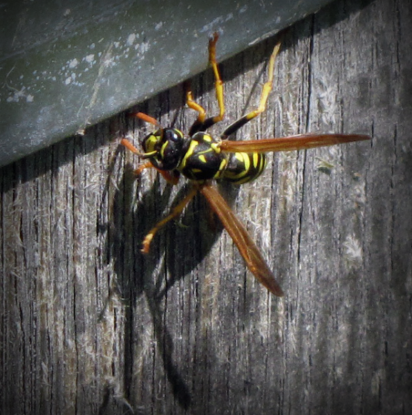 European Paper Wasp | Project Noah