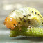 Beetle larva?