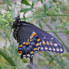 Black Swallowtail male