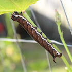 Convolvulus Hawk Moth (larvae)