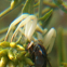 crab spider