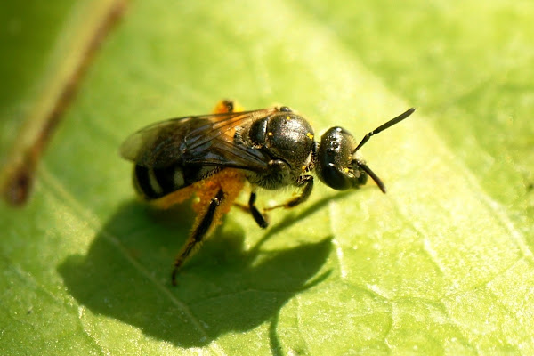 Ceratina Bee or Small Carpenter Bee | Project Noah