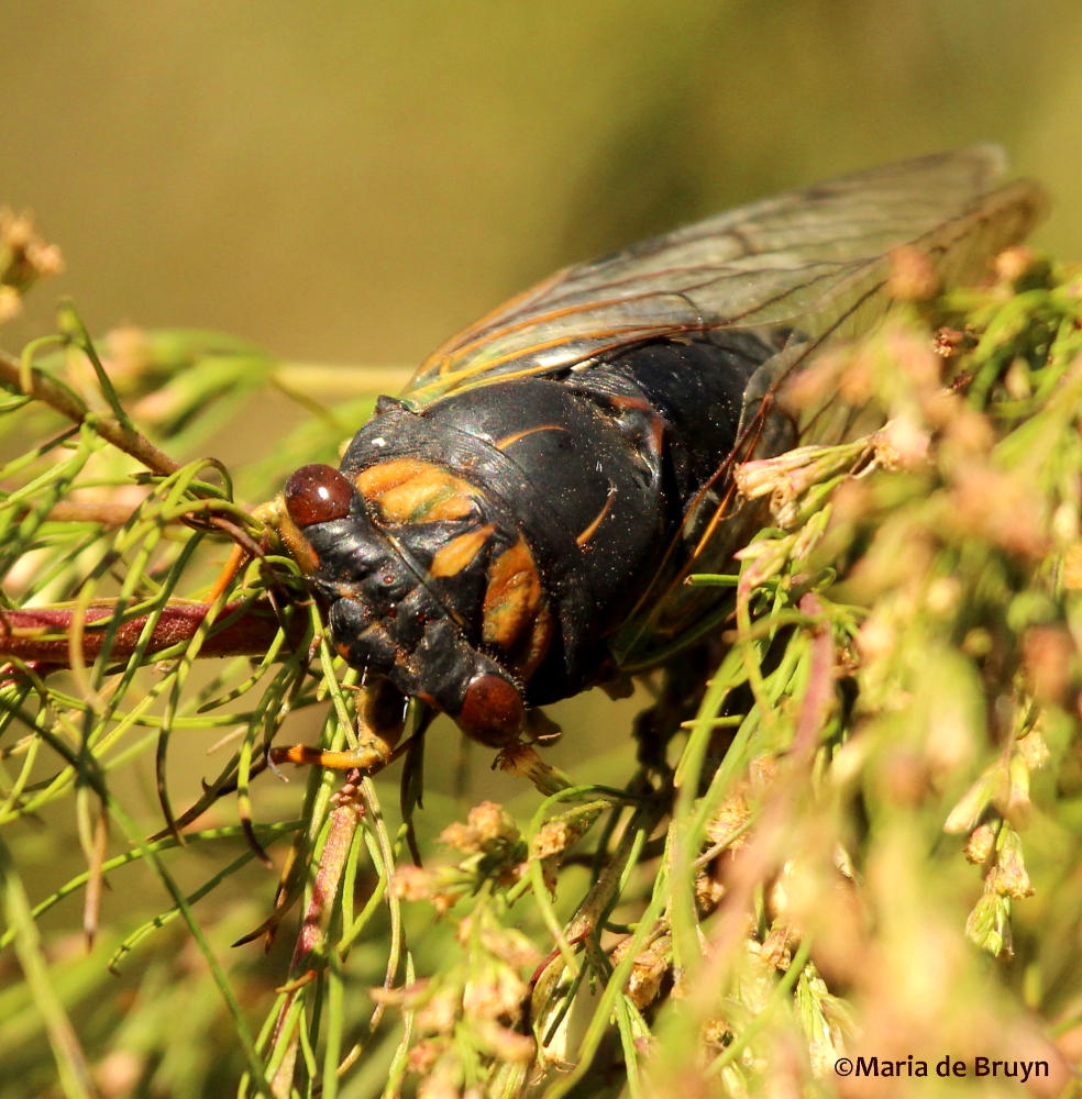 Swamp cicada