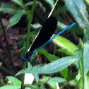 Ebony Jewelwing