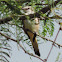 Scissor-tailed Flycatcher    juvenile