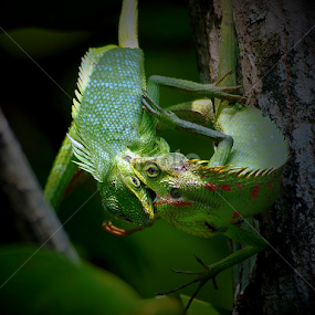 The Duel by A Friyana Wiradikarta - Animals Reptiles