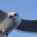 Laughing Gull