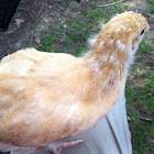 Pullet chick