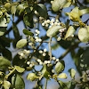 American Mistletoe