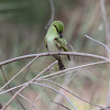 Juvenile Little Green Bee-eater