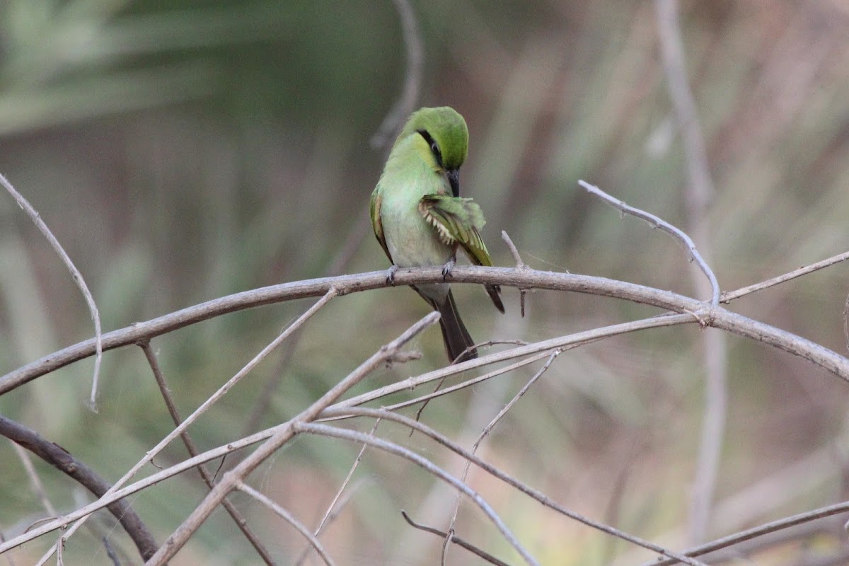Juvenile Little Green Bee-eater