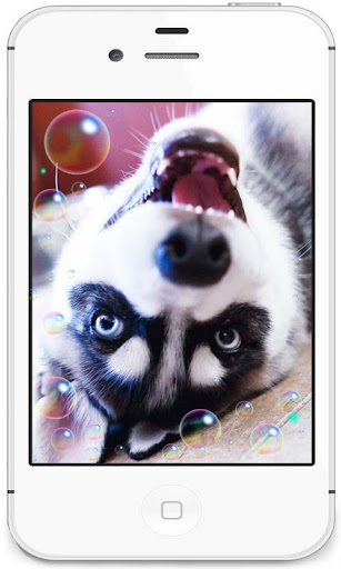 【免費個人化App】Husky Fanny HD live wallpaper-APP點子