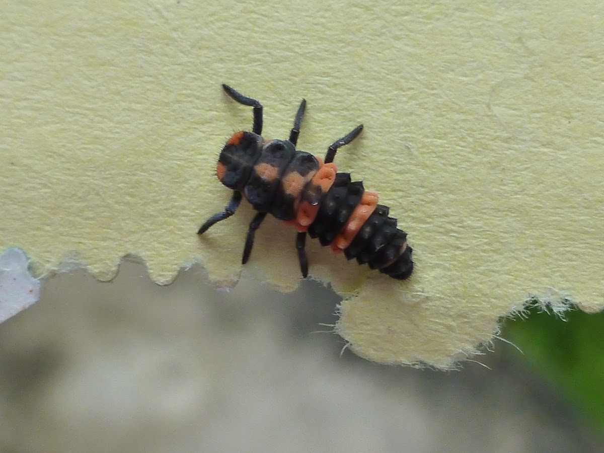 Spotless Lady Beetle larva