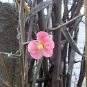 Japanese quince (Τσιτόνια)