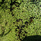 duckweed