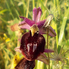 Horseshoe Orchid