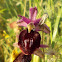 Horseshoe Orchid