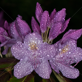 Rhododendron by Arnaldo Ronca - Flowers Flowers in the Wild