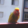 Agapornis (Lovebird)