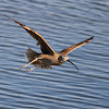 Long-billed curlew