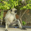 Gray Langur(Hanuman Langurs)