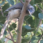 Indian Grey Hornbill