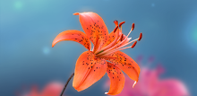My Lovely Lily LWP APK