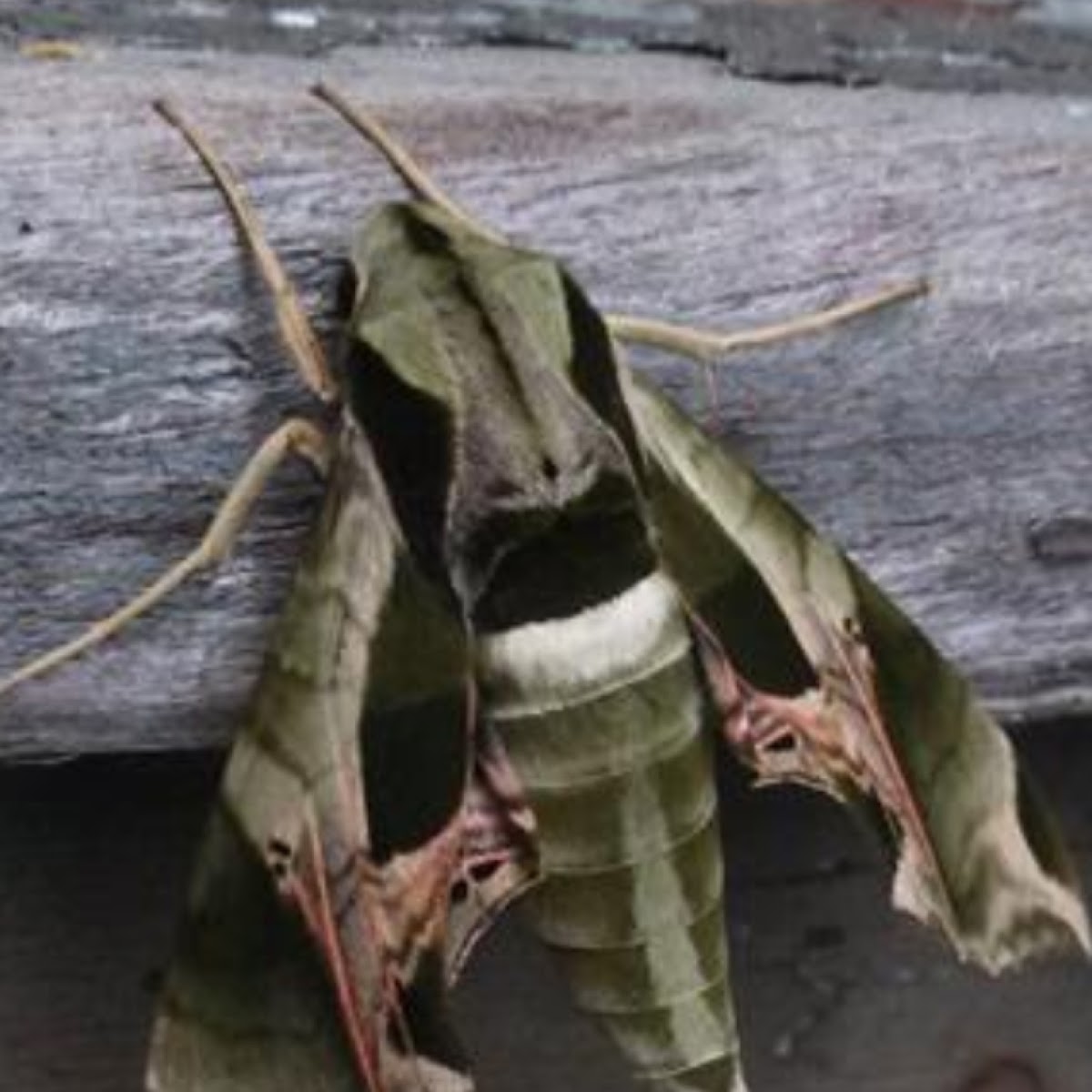 Pandora sphinx moth