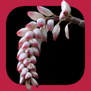 Cardamomo Restaurante.apk 1.0.3