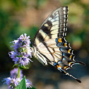Eastern tiger swallowtail (female)