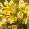Lousewort (Wood Betony)-Pedicularis canadensis